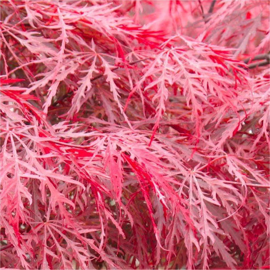 Acer palmatum 'Garnet'