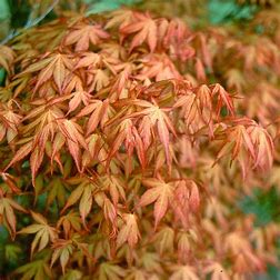 Acer palmatum 'Katsura'