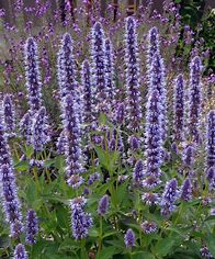 Agastache 'Blue Fortune' (Giant Hyssop)