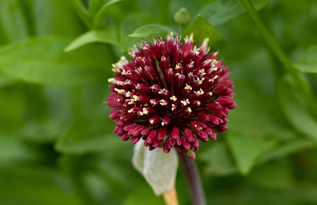 Allium - Red Mohican