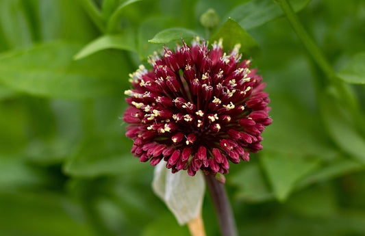 Allium - Red Mohican