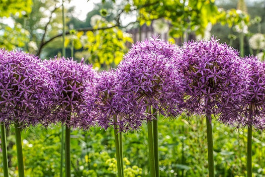 Allium - Atropurpureum