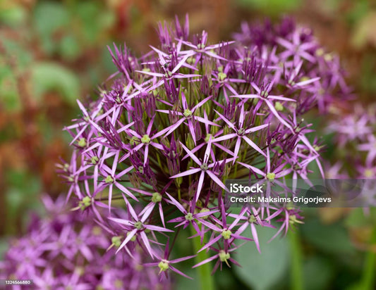 Allium - Christophii