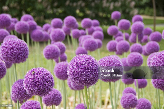 Allium - Gladiator