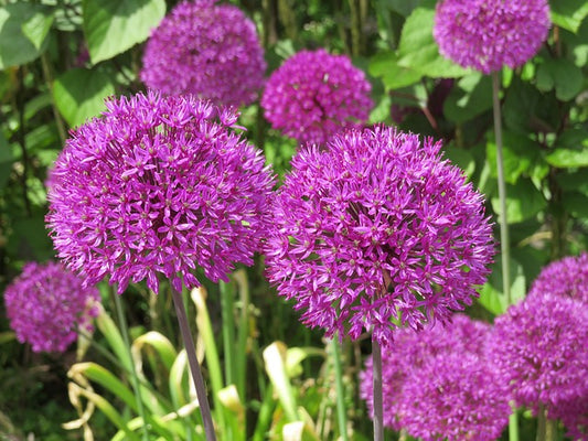 Allium - Purple Sensation.