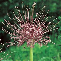 Allium - Schubertii