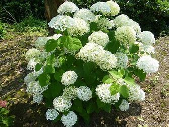 Hydrangea arborescens 'Strong Annabelle'
