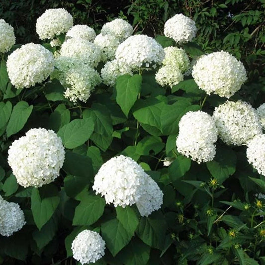Hydrangea arborescens 'Strong Annabelle'