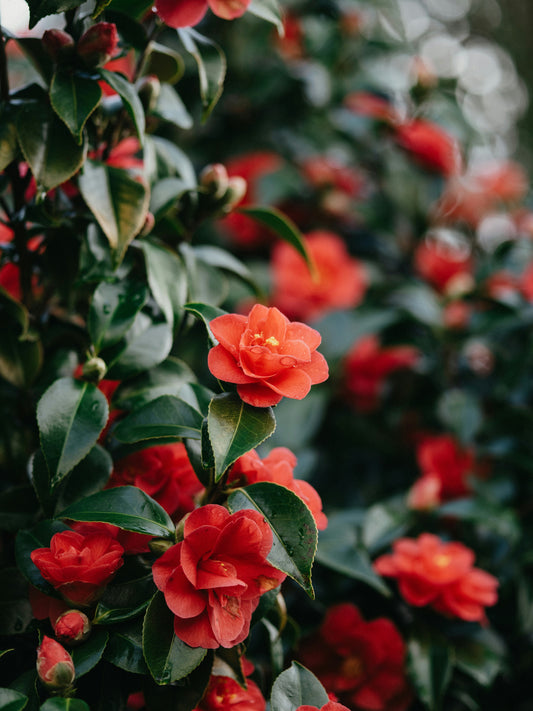 Camellia Japonica