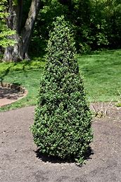 Buxus sempervirens - Pyramid