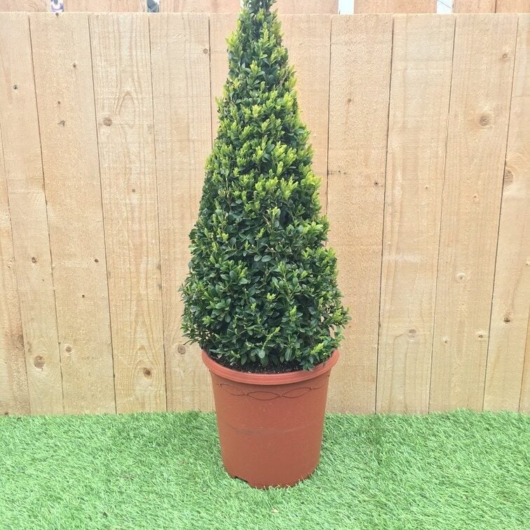 Buxus sempervirens - Pyramid