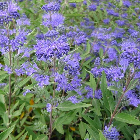 Caryopteris clandonensis 'Heavenly Blue'