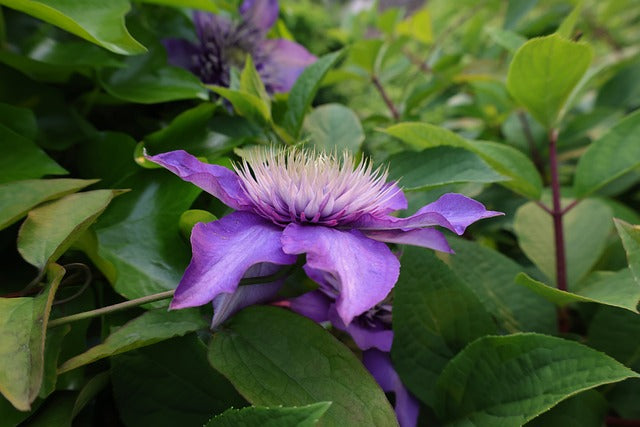 Clematis montana