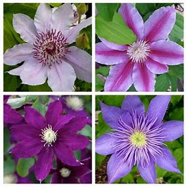 Clematis montana