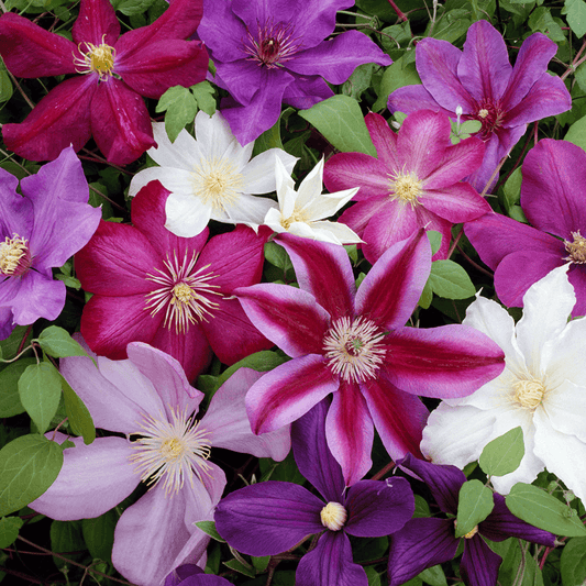 Clematis montana