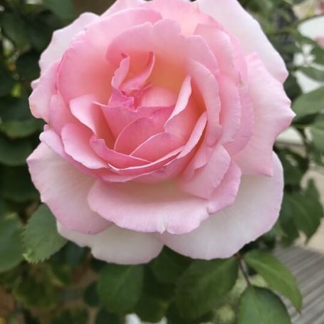 Congratulations Rose