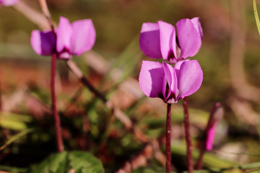 Cyclamen - Coum