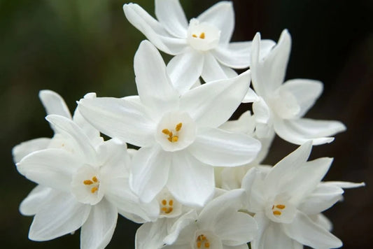 Daffodil - Paperwhite 'Elka'