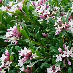 Daphne transatlantica - Eternal Fragrance.