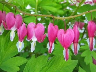 Dicentra spectabilis - Bleeding Heart.