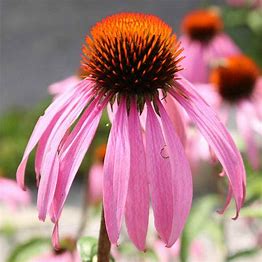 Echinacea pallida
