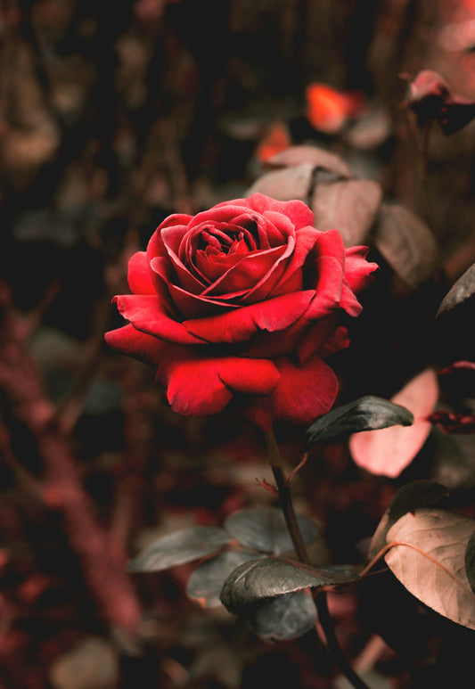 Floribunda Rose