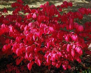Euonymus alatus - Winged Spindle Bush.