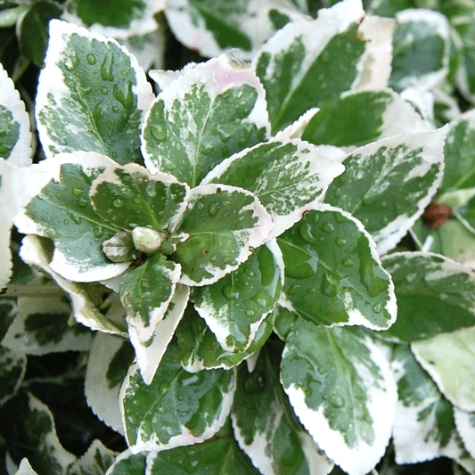 Euonymus Emerald Gaiety