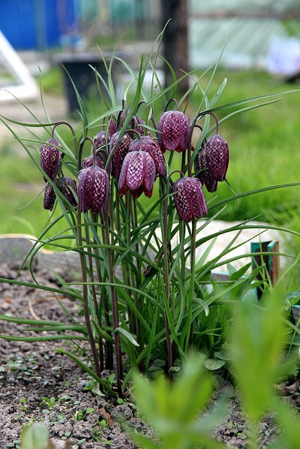 Fritillaria meleagris