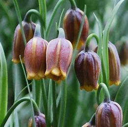 Fritillaria Uva vulpis