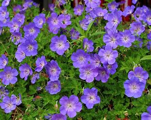 Geranium 'Rozanne'