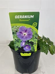 Geranium 'Rozanne'