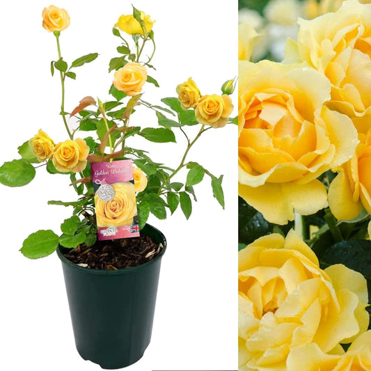 Golden Wedding Anniversary Rose