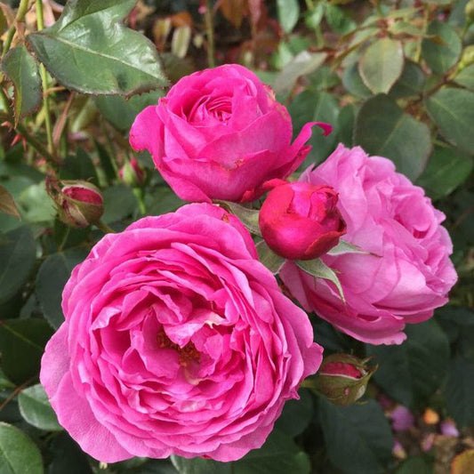 Happy Wedding Anniversary Rose