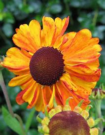 Helenium 'Moerheim Beauty