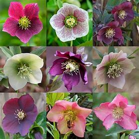 Helleborus orientalis