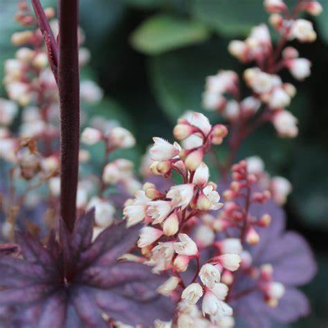 Heuchera 'Palace Purple'