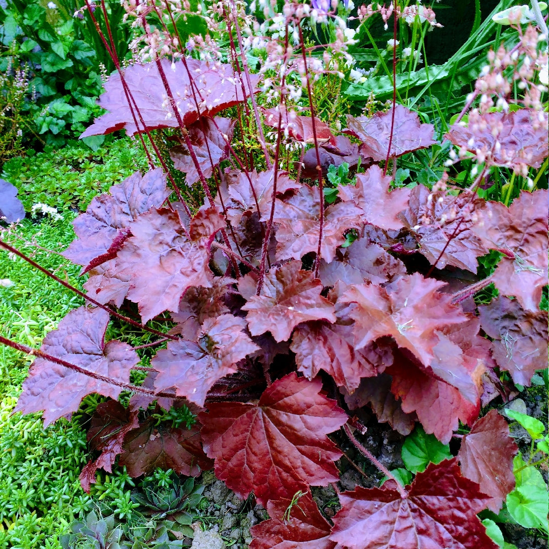 Heuchera 'Palace Purple'