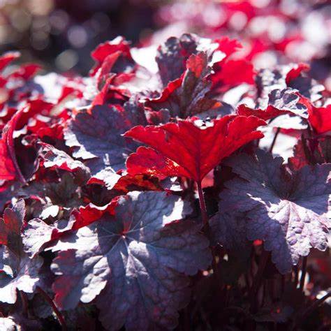 Heuchera 'Palace Purple'