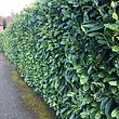 Prunus laurocerasus 'Rotundifolia' - Common Laurel