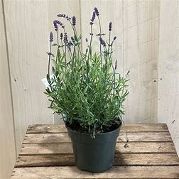 Lavandula Hidcote