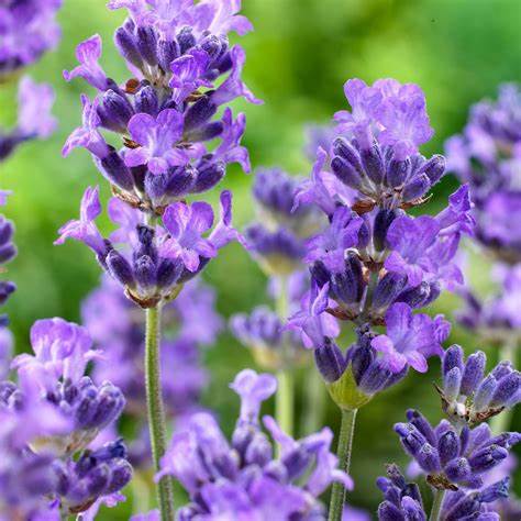 Lavandula Hidcote