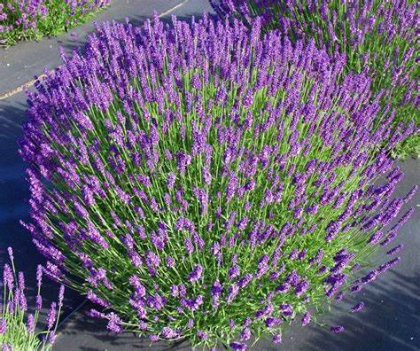 Lavandula Munstead.