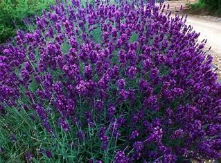 Lavandula Hidcote
