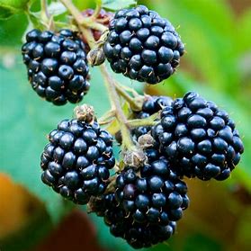 Rubus fruticosus agg. 'Loch Ness'