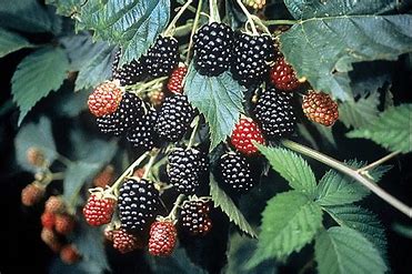 Rubus fruticosus agg. 'Loch Ness'