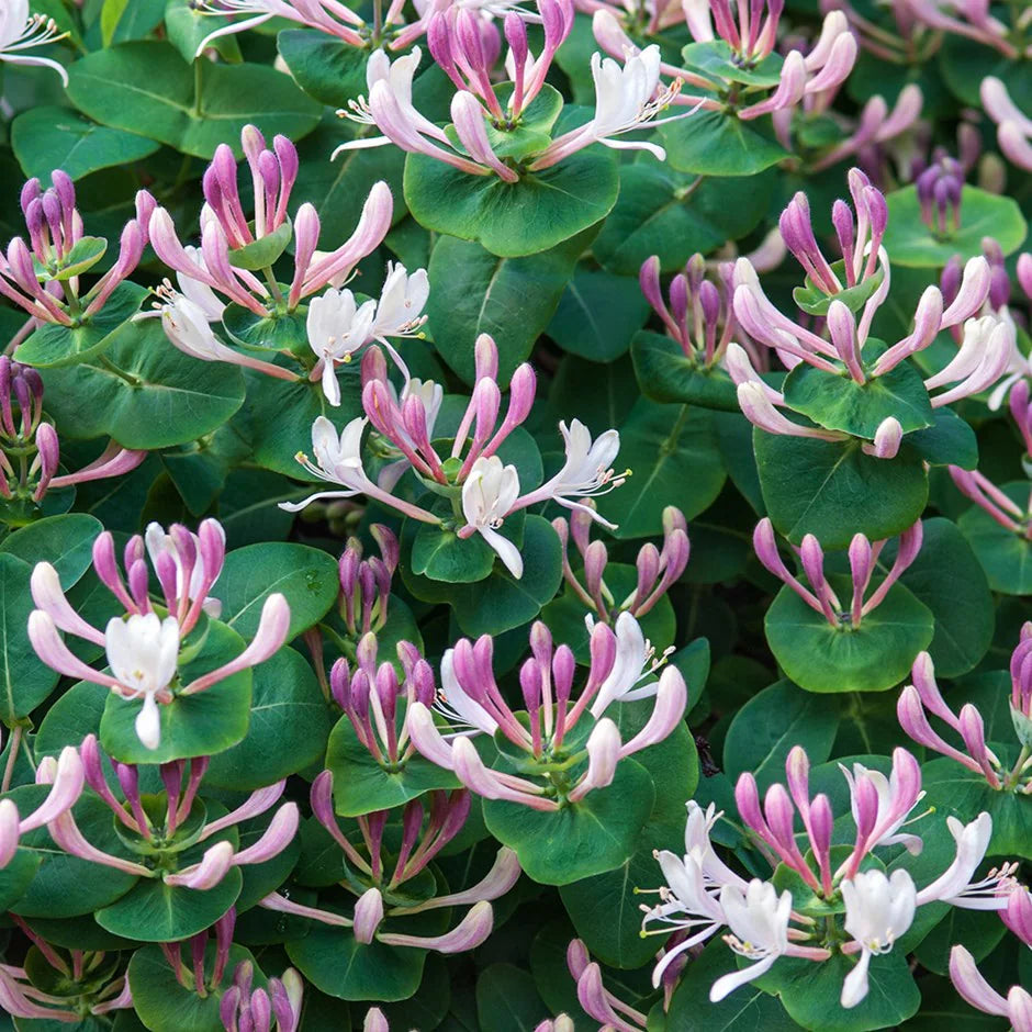 Lonicera caprifolium - Goat Leaf Honeysuckle.