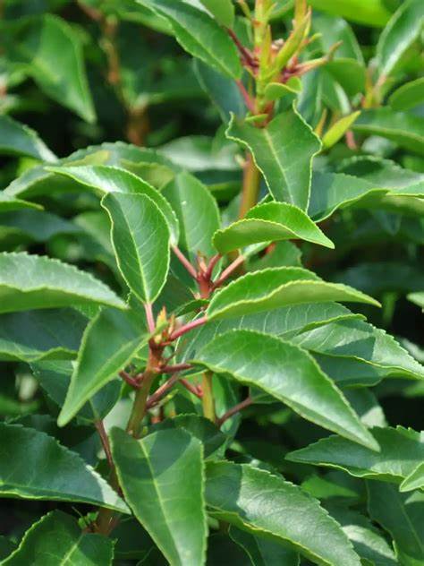 Prunus lusitanica 'Angustifolia'- Portuguese Laurel.