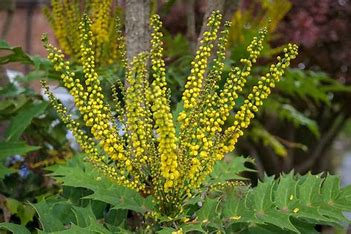 Mahonia X media - Charity