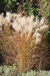 Miscanthus sinensis 'Kleine Fontaine'